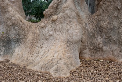 L'arbre Pota Grossa