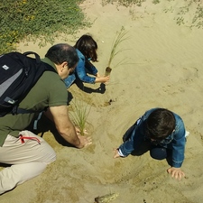 Èxit de participació a la plantació a les dunes de Gavà