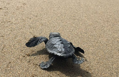 Tortuga a la sorra