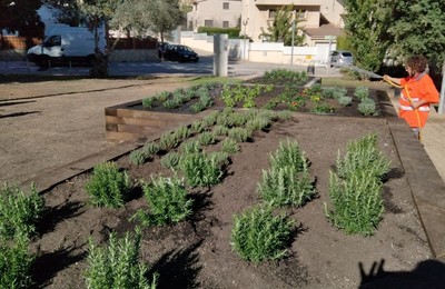 Jardí de remeieres i refugi de biodiversitat