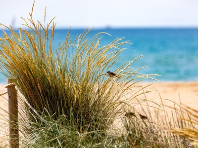 Vegetació a les dunes