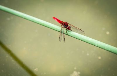 Insecte parat a una planta