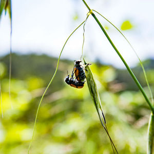 Recompte final del Bioblitz