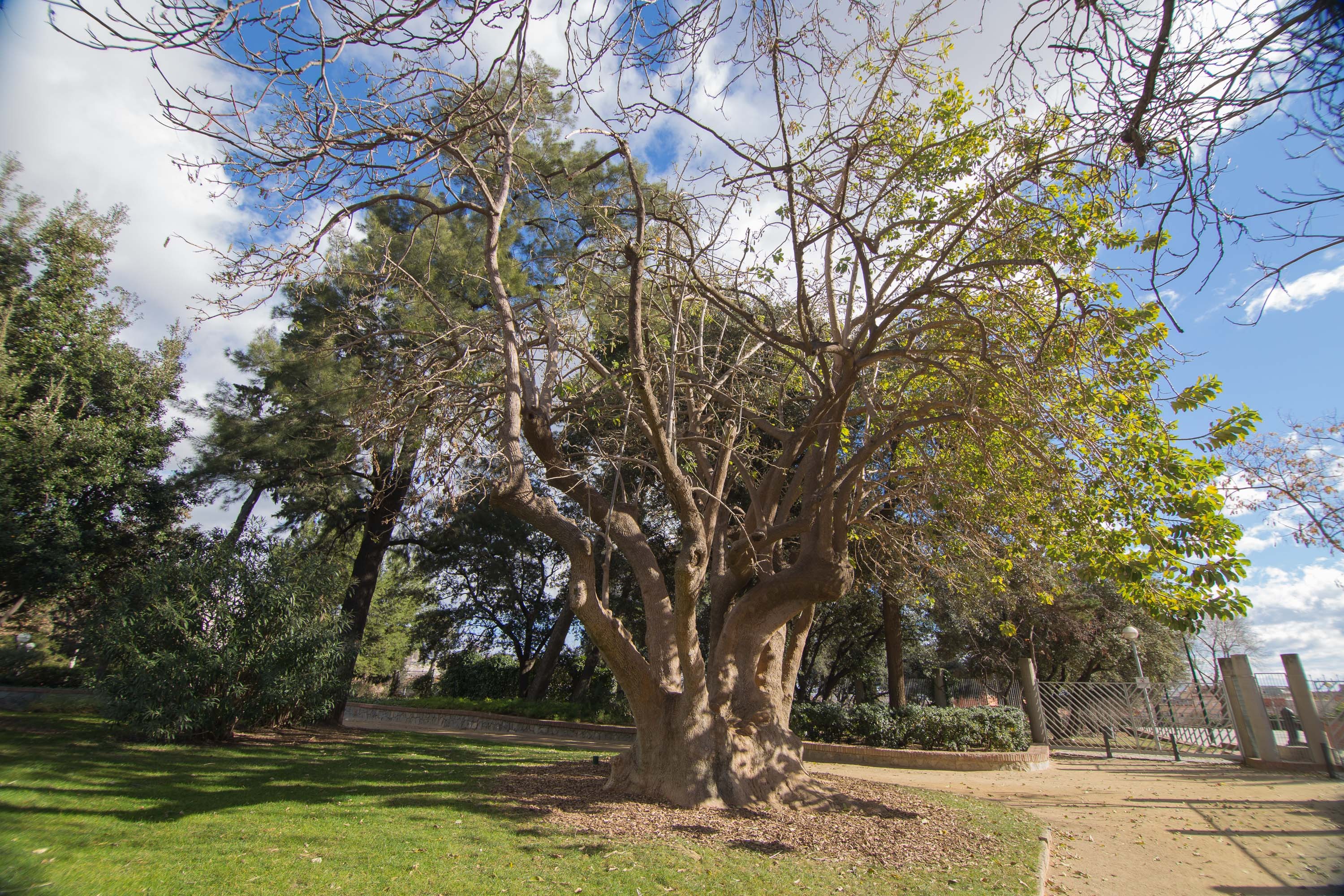 L'arbre Pota Grossa