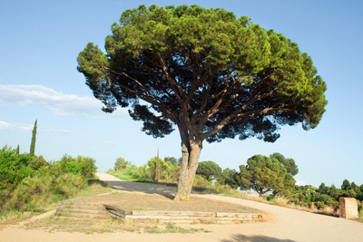 Pi Gros que dóna nom al parc de Sant Vicenç dels Horts