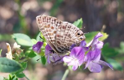 Leptotes pirithous