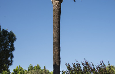 Imatge general de la palmera de dàtils