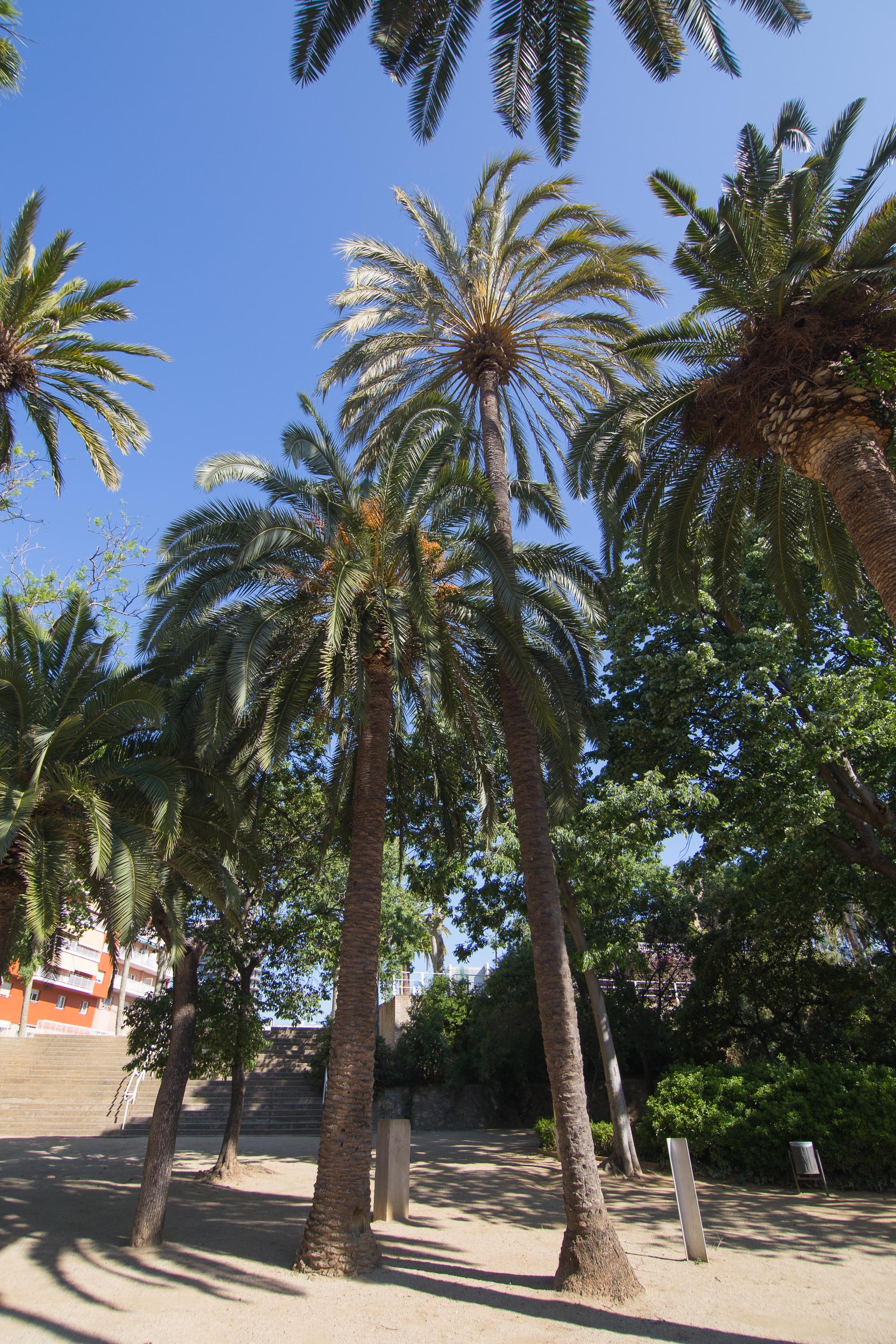 Palmera de dàtils