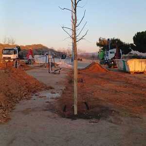 Plantació arbres
