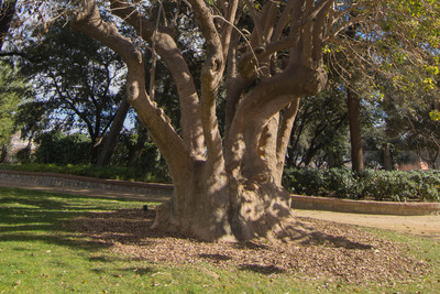 L'Arbre Pota Grossa