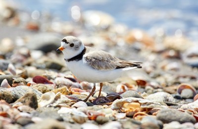 La natura s'endinsa a l'àrea metropolitana