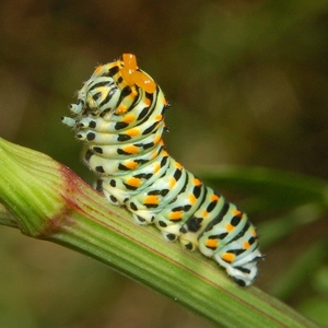Larva o eruga de papallona reina (<em>Papilio machaon</em>)