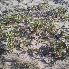 Plantes invasores