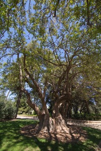 L'arbre Pota Grossa
