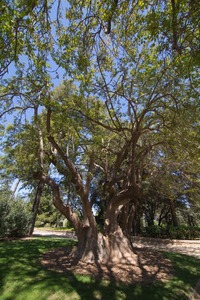 L'Arbre Pota Grossa