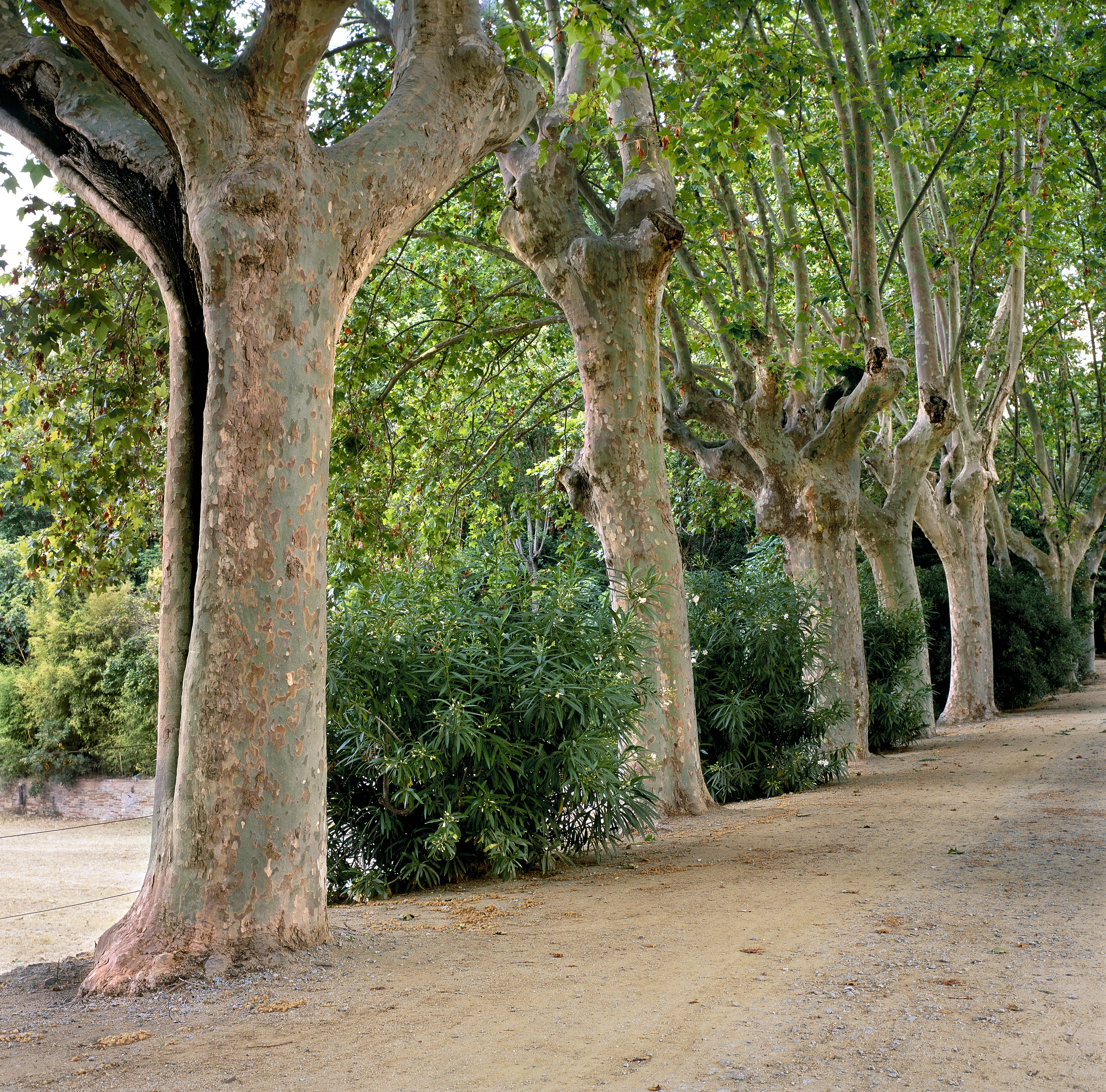 Passeig dels plàtans