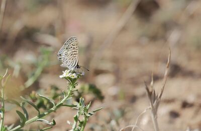 Leptotes pirithous