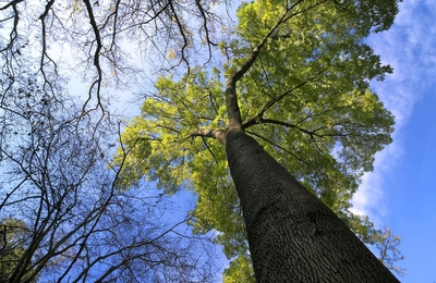 Imatge de l'arbre