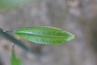 El còcul gros