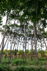 Arbres del parc