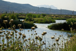 Riu Llobregat