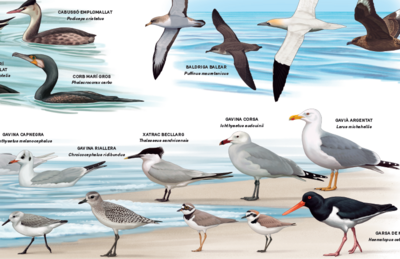 Pòster ocells del litoral