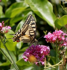 Imatge d'una papallona Reina