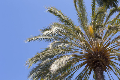 Palmera de dàtils