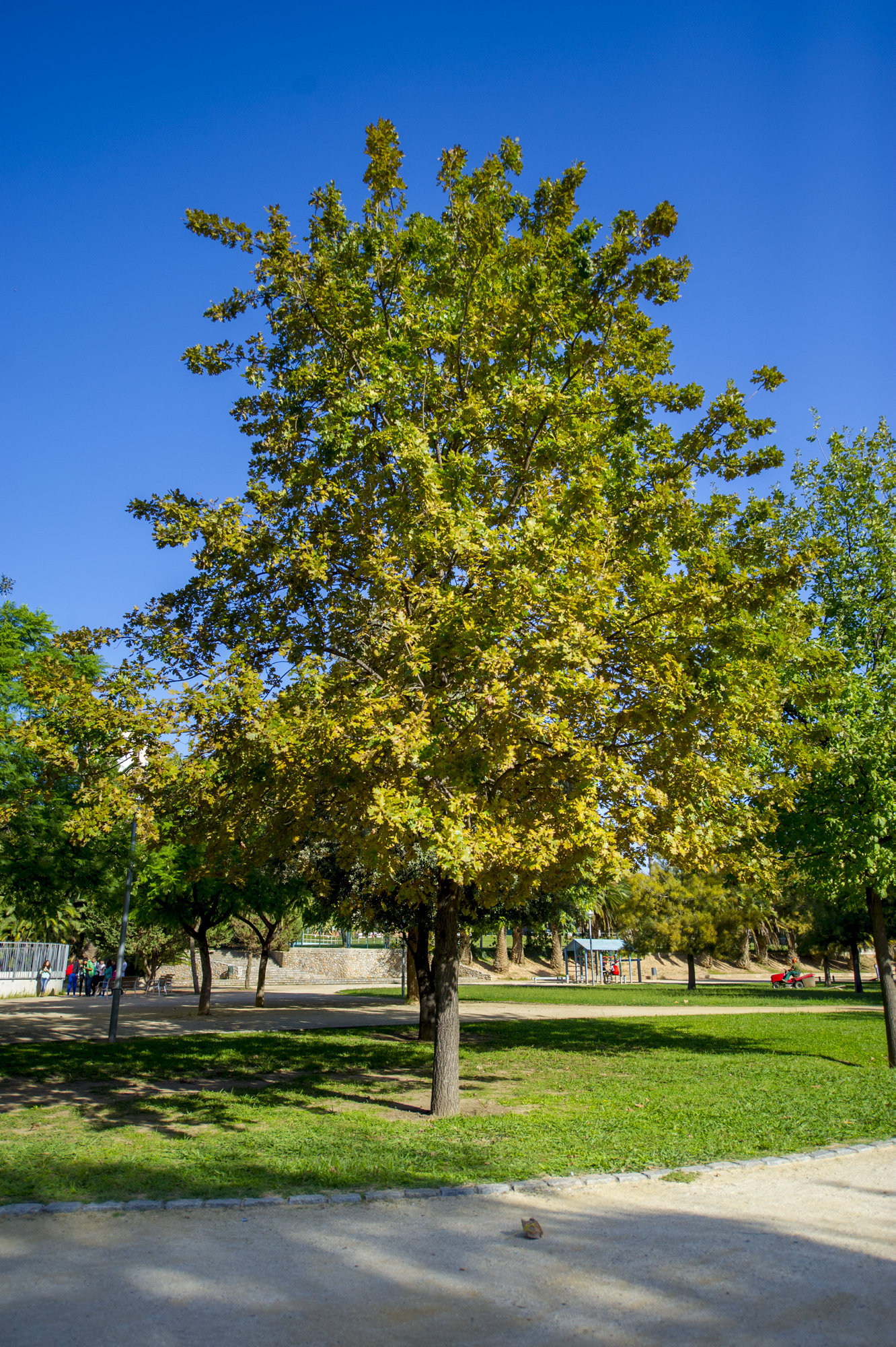 Roure de fulla gran