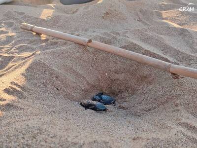Niu de tortuga a la platja de Viladecans