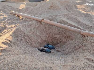 Niu de tortuga a la platja de Viladecans