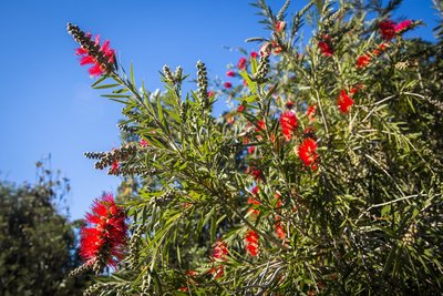 Primera pla d'una planta amb flors vermelles