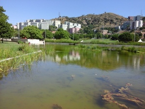 La bassa de Bellvitge