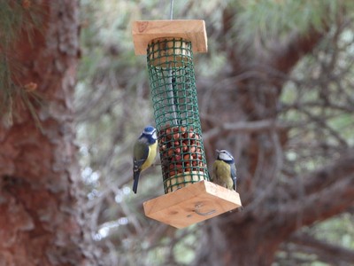 Dues mallerengues blaves (<i>Cyanistes caeruleus</i>) en una menjadora