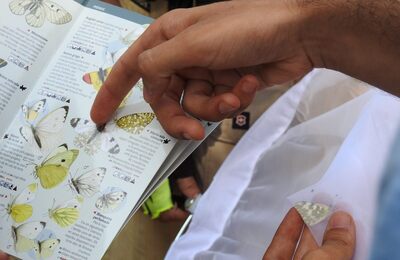 Leptotes pirithous