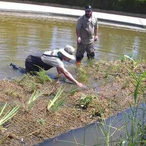 Implantació d'illes flotants al parc Nou