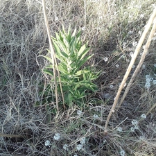 Plantes invasores