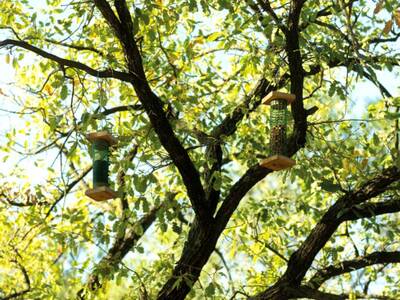 Menjadores als arbres