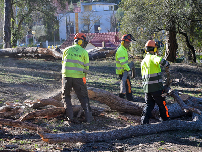 Es retiren 200 arbres afectats per la sequera al baixador de Vallvidrera