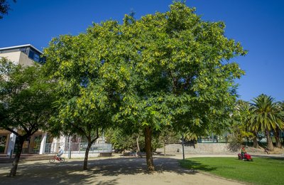 Imatge de l'arbre