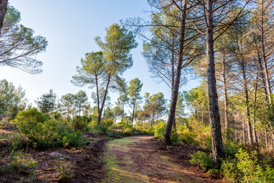 Un dels camins on s'han fet intervencions