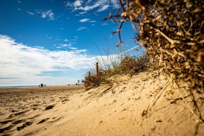 Vegetació a les dunes de la platja