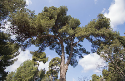 Imatge de l'arbre