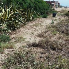 Plantes invasores