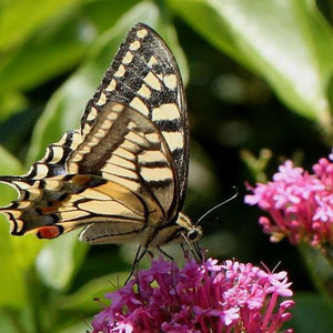 Imatge d'una papallona