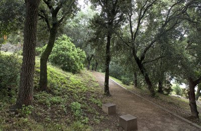 Imatge de la zona forestal