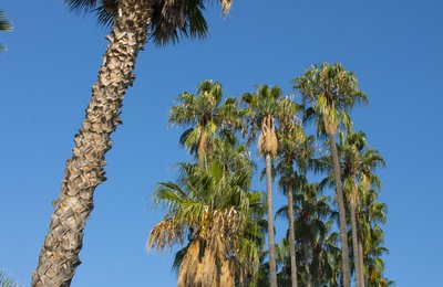 Imatge de les palmeres