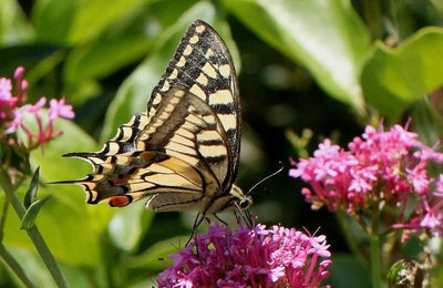 Imatge d'una papallona