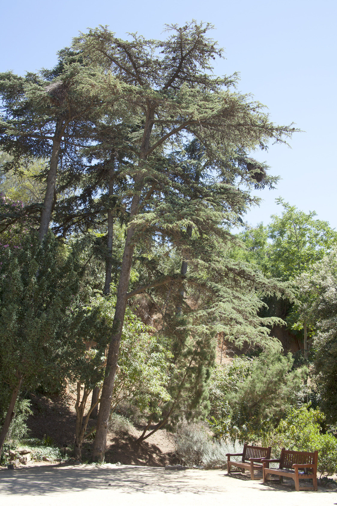 Itinerari botànic del Jardí Botànic Històric