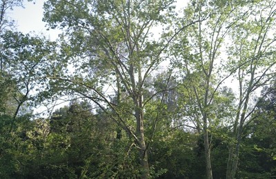 Imatge del punt d'interès